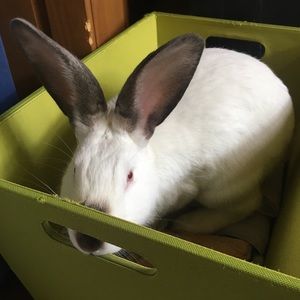 Meet your Posher, Josephine